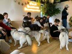 -Husky Go! 哈士奇体验馆·宠物咖啡厅狗咖