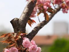 -高东镇樱花园