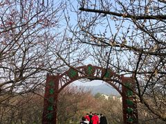 -香雪海