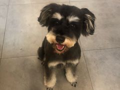 -帕帕拉兹宠物(亚洲旗舰店)