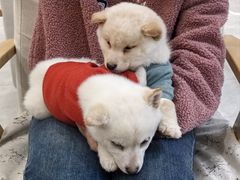 -柴犬小屋·柴餐厅·狗咖食堂(金鼎广场店)