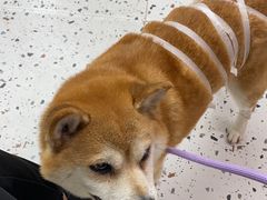-瑞派康怡24h宠物医院·犬猫医疗中心·微创绝育(瑞景分院)