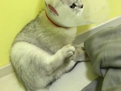 -瑞鹏宠物医院·爱宠堂·骨外专科(西荷分院)