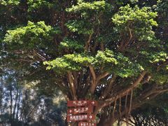 -东山风动石景区