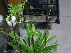 -新湖明珠城