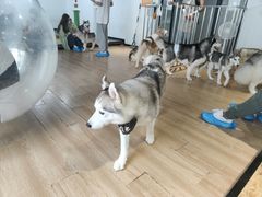 -Husky Go! 哈士奇体验馆·宠物咖啡厅狗咖