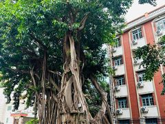 -集美学村