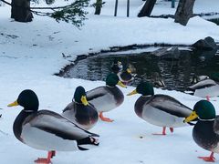 -北海道厅旧本厅舍(旧本庁舎)