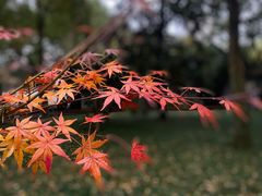 -西园寺