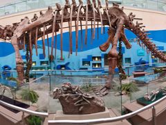 -陕西自然博物馆