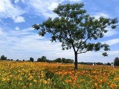 -汉长安城未央宫国家考古遗址公园