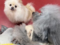 -和它·交个朋友·狗咖猫咖(爱琴海店)