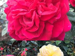 -人民公园(罗湖区)