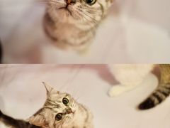 -三花喵·撸猫购宠·宠物生活馆(虹桥南丰城店)