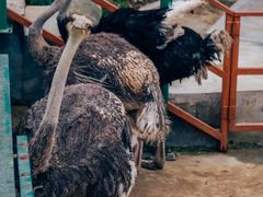 -栾川竹海野生动物园