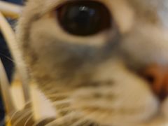 -猫咪派对(江南西店)