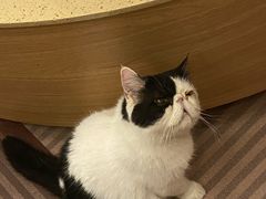 -MOCHA明星猫咖(田子坊店)