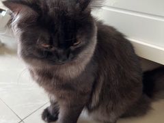 -帕帕拉兹宠物(亚洲旗舰店)