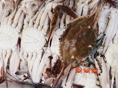 -上海龙吴水胜海发市场