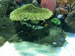 -暹罗海洋世界