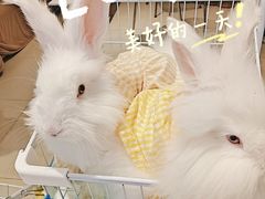 -怪兽屋·羊驼·猫咖·狗咖(俊华广场店)