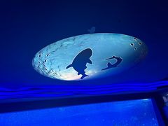 -上海海昌海洋公园
