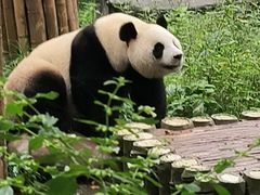 -中国大熊猫保护研究中心雅安碧峰峡基地