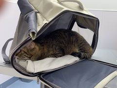 -宠物星动物医院·眼科·异宠·猫科(江南大道总院)