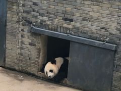 -都江堰中华大熊猫苑