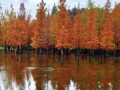 -白鹭湾湿地公园