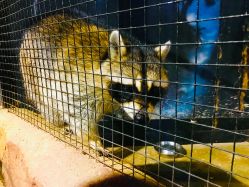 -酷嗒动物文化乐园(cutezoo西溪乐天城店)