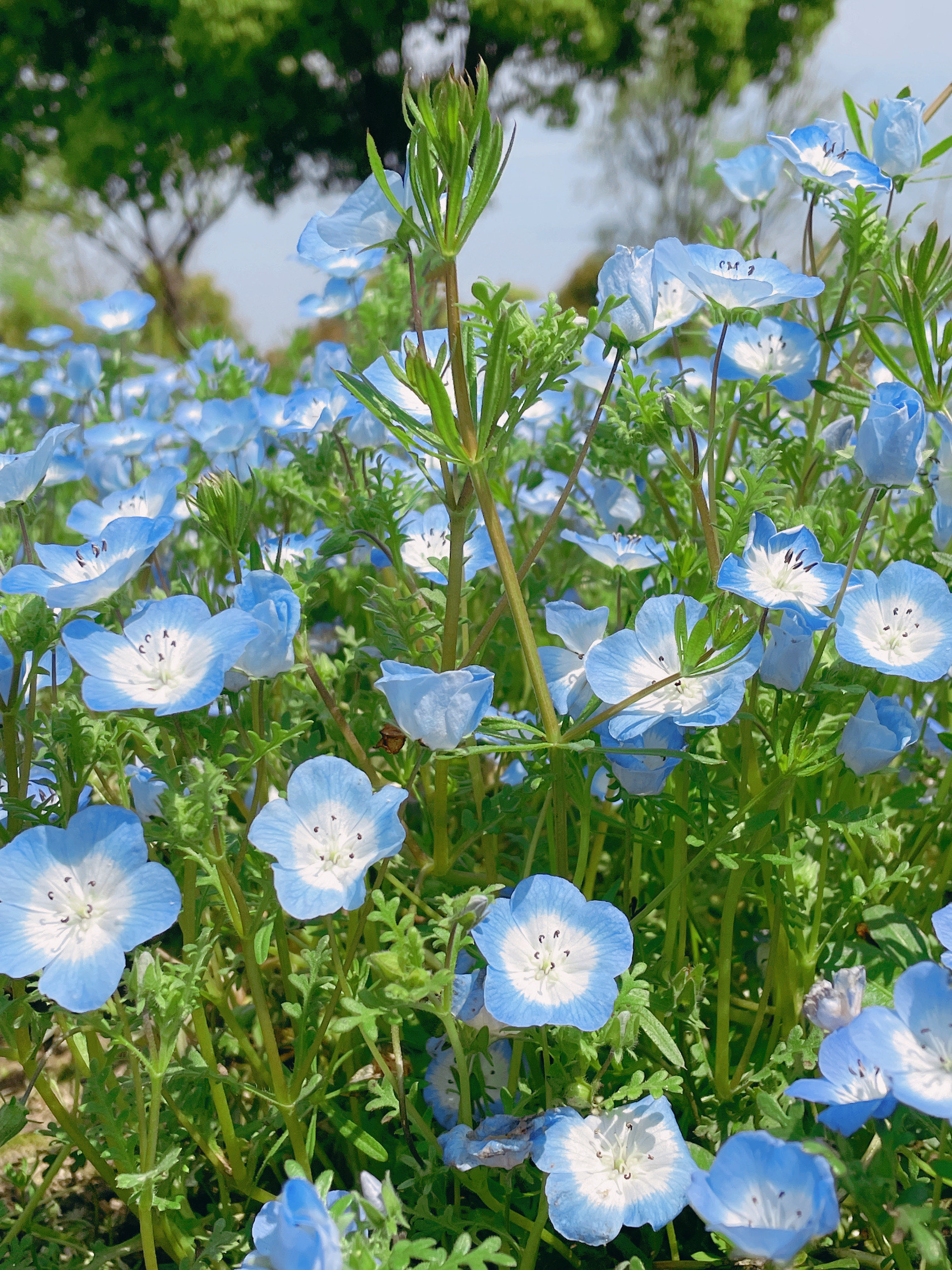 西溪湿地的喜林草花海是现实版的动漫世界吧