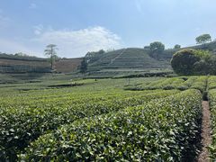 -龙坞茶村