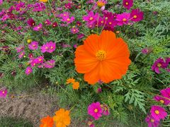 -春花秋色城市公园