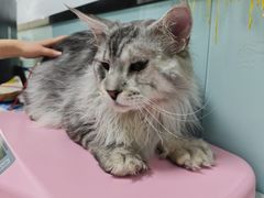 -嘉馨宠物医院·CT影像转诊·心脏科·犬猫全科诊疗中心(下沙大学城院区)
