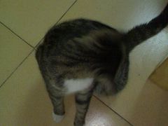 图像3777_resize-田记宫廷奶酪