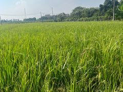 -尚果生态采摘园