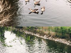 -长白岛森林公园