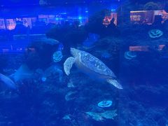 -成都浩海立方海洋公园