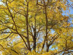 -千年银杏谷文化旅游区