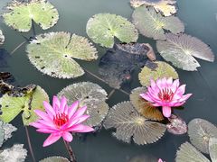 -中国科学院西双版纳热带植物园