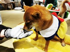 -逗柴咖啡屋·狗咖猫咖宠物桌游