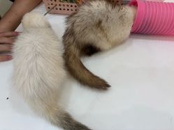 -Moni星球萌宠·小马宝莉·灵蛇·高端高阶全萌宠互动体验俱乐部(红豆国际广场店)