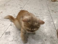 -飞行喵MR PILOT|猫舍·猫咖(静安大融城店)