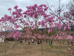-天适樱花悠乐园
