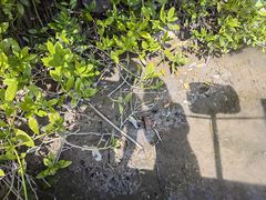 -华侨城湿地公园