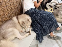 -星多哈·狗咖·拼豆·咖啡