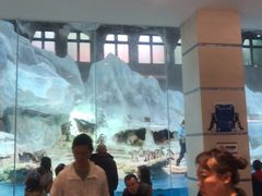 -帝企鹅自助餐厅•儿童岛•真企鹅(长隆企鹅酒店)