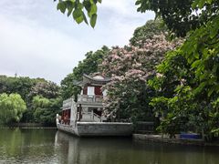 -金花茶公园