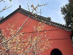-洛阳白马寺
